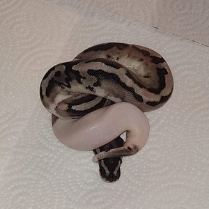 Meet your Posher, Keepers